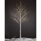 Birch Tree